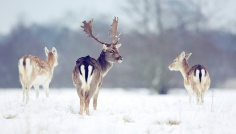 Обои снег, природа, лес, зима, рога, олени, snow, nature, forest, winter, horns, deer разрешение 1920x1200 Загрузить