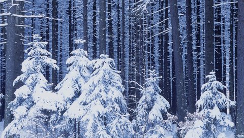 Обои снег, лес, зима, snow, forest, winter разрешение 1920x1080 Загрузить