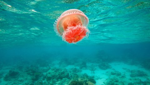Обои океан, медуза, течение, подводный мир, яркая, филиппины, the ocean, medusa, for, underwater world, bright, philippines разрешение 2048x1365 Загрузить