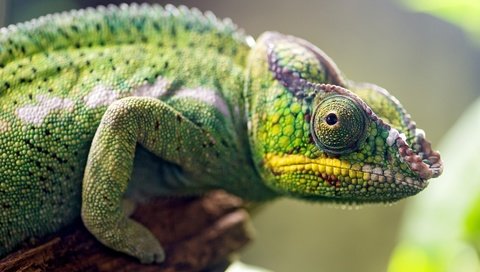 Обои ящерица, хамелеон, рептилия, пресмыкающиеся, lizard, chameleon, reptile, reptiles разрешение 3600x2375 Загрузить