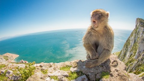 Обои природа, море, гора, обезьяна, макака, nature, sea, mountain, monkey разрешение 1920x1200 Загрузить