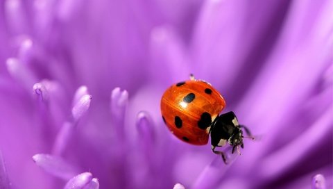 Обои природа, макро, цветок, фиолетовый, насекомые, божья коровка, nature, macro, flower, purple, insects, ladybug разрешение 2560x1600 Загрузить