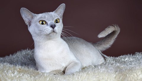 Обои фон, кошка, взгляд, background, cat, look разрешение 2560x1600 Загрузить