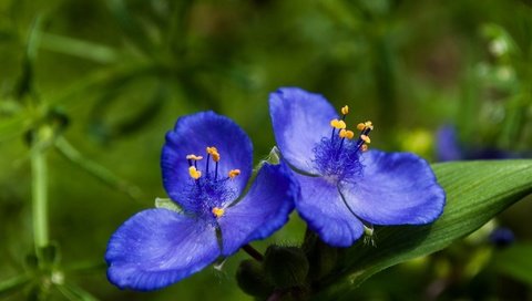 Обои цветы, синие цветы, традесканции, flowers, blue flowers, spiderwort разрешение 2048x1371 Загрузить