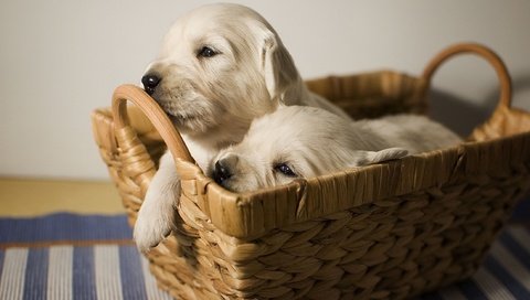 Обои щенки, малыши, лабрадор, корзинка, собаки, мордочки, puppies, kids, labrador, basket, dogs, faces разрешение 2200x1463 Загрузить