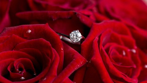 Обои цветы, розы, красные, кольцо, бриллиант, flowers, roses, red, ring, diamond разрешение 1920x1200 Загрузить