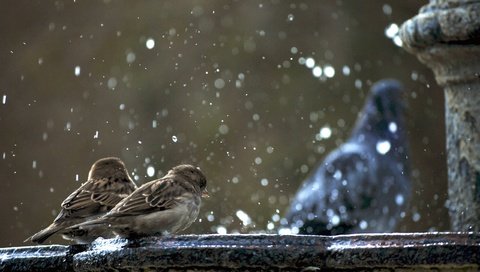 Обои фонтан, голубь, воробьи, гуля не в фокусе, fountain, dove, sparrows, ghoul is not in focus разрешение 2560x1600 Загрузить