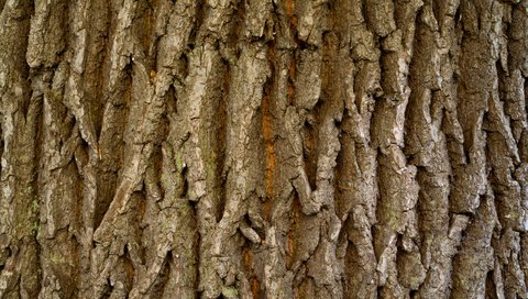 Обои дерева, мрачный, естественная, бурые,     дерево, wood, dark, natural, brown, tree разрешение 2560x1600 Загрузить