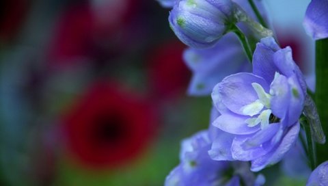 Обои цветы, макро, лепестки, синие, дельфиниум, бутончик, flowers, macro, petals, blue, delphinium, rosebud разрешение 1920x1285 Загрузить