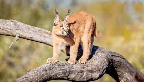 Обои природа, рысь, хищник, дикая кошка, грация, каракал, nature, lynx, predator, wild cat, grace, caracal разрешение 2500x1458 Загрузить