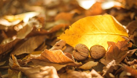 Обои листья, орехи, осень, грецкие, leaves, nuts, autumn, walnut разрешение 2000x1335 Загрузить