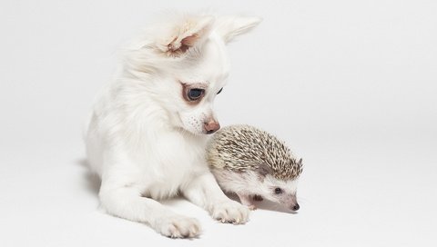 Обои фон, собака, ежик, друзья, чихуахуа, background, dog, hedgehog, friends, chihuahua разрешение 1920x1200 Загрузить