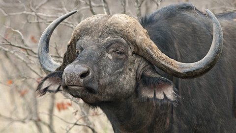 Обои природа, рога, африканский, буйвол, nature, horns, african, buffalo разрешение 2048x1224 Загрузить