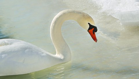 Обои вода, лёд, птица, лебедь, water, ice, bird, swan разрешение 2048x1366 Загрузить