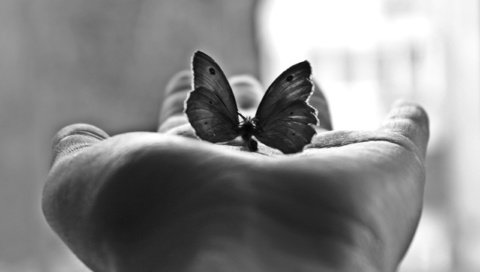 Обои бабочка, черно-белая, фотография, ладонь, м, butterfly, black and white, photo, palm, m разрешение 2560x1600 Загрузить