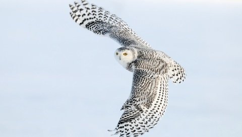 Обои сова, полет, крылья, птица, полярная сова, белая сова, owl, flight, wings, bird, snowy owl, white owl разрешение 1920x1200 Загрузить