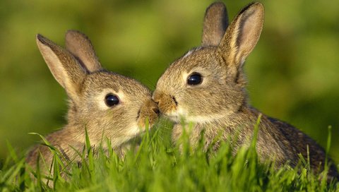 Обои трава, животные, лето, кролики, зайцы, grass, animals, summer, rabbits разрешение 1920x1200 Загрузить