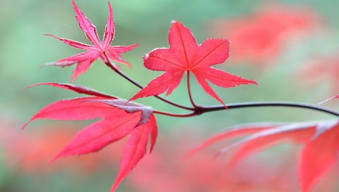 Обои ветка, природа, листья, макро, осень, размытость, branch, nature, leaves, macro, autumn, blur разрешение 2048x1360 Загрузить