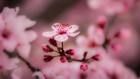 Обои цветы, весна, ветка, природа, дерево, цветение, макро, фон, ветки, flowers, spring, branch, nature, tree, flowering, macro, background, branches разрешение 2048x1169 Загрузить