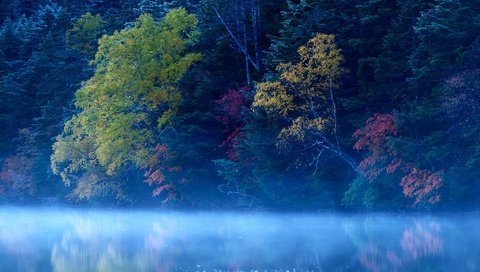 Обои деревья, озеро, лес, туман, trees, lake, forest, fog разрешение 2048x1367 Загрузить