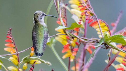 Обои природа, краски, птица, клюв, растение, колибри, nature, paint, bird, beak, plant, hummingbird разрешение 2048x1365 Загрузить