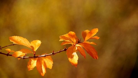 Обои ветка, листья, макро, осень, боке, branch, leaves, macro, autumn, bokeh разрешение 2880x1914 Загрузить
