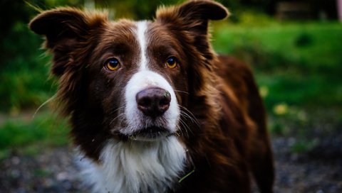 Обои взгляд, собака, друг, бордер-колли, look, dog, each, the border collie разрешение 2048x1362 Загрузить