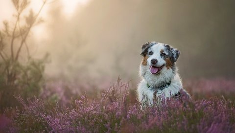 Обои собака, вереск, австралийская овчарка, аусси, dog, heather, australian shepherd, aussie разрешение 2880x1920 Загрузить