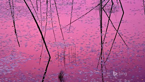 Обои вода, листья, отражение, краски, сша, растение, озеро эли, миннесота, water, leaves, reflection, paint, usa, plant, lake ali, mn разрешение 1920x1200 Загрузить