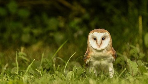 Обои глаза, трава, сова, взгляд, птица, сипуха, eyes, grass, owl, look, bird, the barn owl разрешение 2048x1280 Загрузить