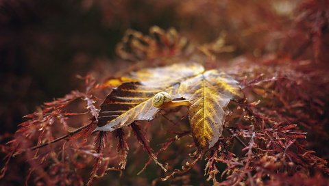 Обои природа, растения, макро, фон, осень, лист, улитка, nature, plants, macro, background, autumn, sheet, snail разрешение 1999x1230 Загрузить