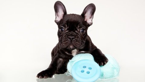 Обои щенок, клубок, французский бульдог, пуговица, puppy, tangle, french bulldog, button разрешение 2400x1518 Загрузить