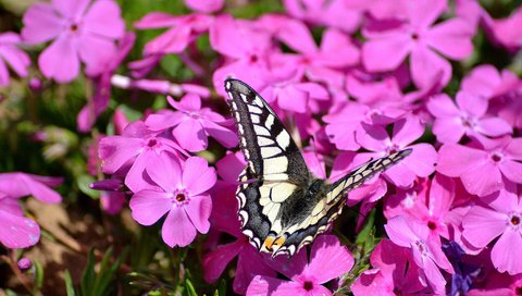 Обои цветы, насекомое, бабочка, розовые, флоксы, флокс, flowers, insect, butterfly, pink, phlox разрешение 2048x1365 Загрузить