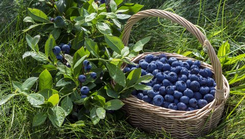 Обои корзина, ягоды, лесные ягоды, черника, парное, черничный, basket, berries, blueberries, fresh, blueberry разрешение 2880x1913 Загрузить