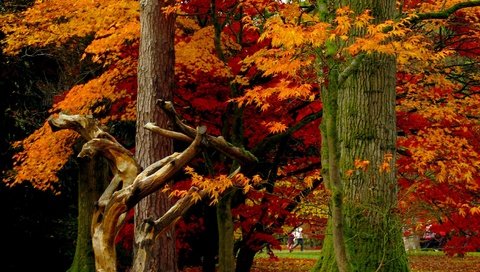 Обои деревья,  листья, листья, парк, осень, листопад, деревь, опадают, на природе, осен, trees, leaves, park, autumn, falling leaves, fall, nature разрешение 2448x2447 Загрузить