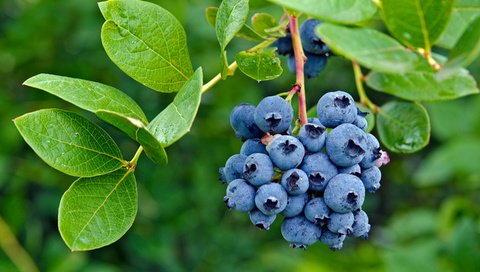 Обои листья, ягоды, лесные ягоды, черника, парное, черничный, leaves, berries, blueberries, fresh, blueberry разрешение 2880x1908 Загрузить