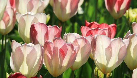 Обои свет, цветы, бутоны, макро, лепестки, весна, тюльпаны, light, flowers, buds, macro, petals, spring, tulips разрешение 2048x1365 Загрузить