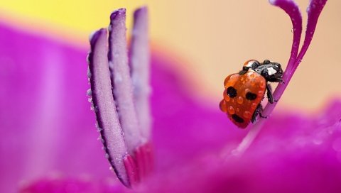 Обои цветок, божья коровка, розовый, flower, ladybug, pink разрешение 3000x2000 Загрузить