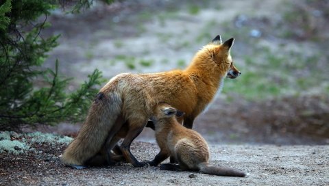 Обои природа, фон, лиса, детеныш, лисенок, лисы, nature, background, fox, cub разрешение 2048x1404 Загрузить