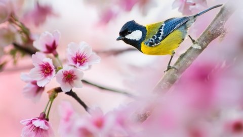 Обои ветка, птица, сакура, синица, branch, bird, sakura, tit разрешение 2048x1311 Загрузить