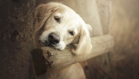 Обои природа, взгляд, собака, золотистый ретривер, nature, look, dog, golden retriever разрешение 1920x1080 Загрузить