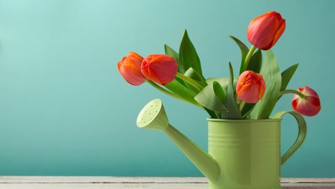 Обои цветы, фон, красные, стол, букет, тюльпаны, зеленая, лейка, flowers, background, red, table, bouquet, tulips, green, lake разрешение 5389x3593 Загрузить