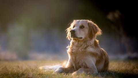 Обои взгляд, собака, друг, золотистый ретривер, tom landretti, look, dog, each, golden retriever разрешение 1920x1180 Загрузить