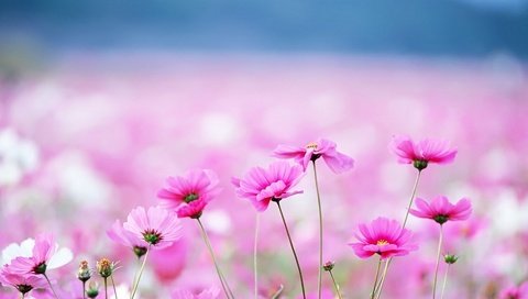 Обои цветы, фон, размытость, розовые, космея, flowers, background, blur, pink, kosmeya разрешение 1920x1200 Загрузить
