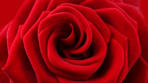 Обои цветок, роза, лепестки, красный, краcный, цветком, flower, rose, petals, red разрешение 5472x3648 Загрузить