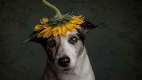 Обои грусть, собака, подсолнух, пес, sadness, dog, sunflower разрешение 2500x1664 Загрузить