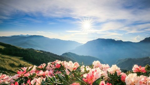 Обои небо, цветы, облака, горы, солнце, азалия, the sky, flowers, clouds, mountains, the sun, azalea разрешение 2048x1341 Загрузить