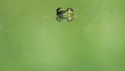 Обои глаза, вода, отражение, животные, лягушка, земноводные, ray hennessy, eyes, water, reflection, animals, frog, amphibians разрешение 4052x2696 Загрузить