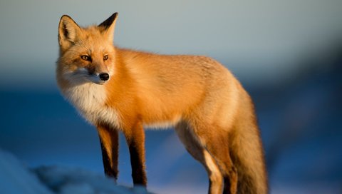 Обои снег, зима, лиса, лисица, животное, ray hennessy, лисица лиса, snow, winter, fox, animal, fox fox разрешение 4928x3280 Загрузить