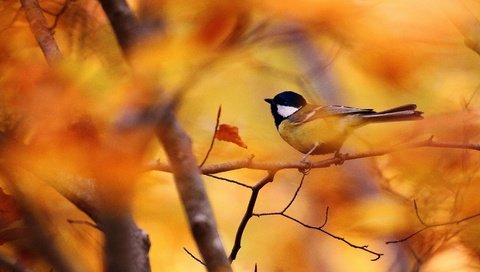 Обои ветки, листва, осень, птица, синица, branches, foliage, autumn, bird, tit разрешение 4752x2996 Загрузить